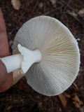 Amanita brunnescens var. pallida image