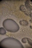 Amanita farinosa image