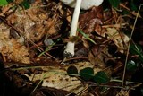 Amanita farinosa image