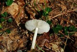 Amanita farinosa image