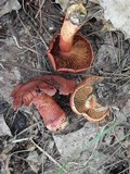 Cortinarius bolaris image