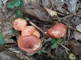 Cortinarius bolaris image