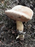 Tylopilus felleus image