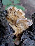 Stereum gausapatum image