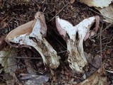 Tylopilus felleus image