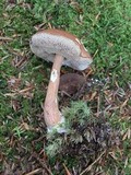 Austroboletus gracilis var. gracilis image