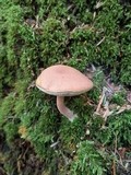Austroboletus gracilis var. gracilis image