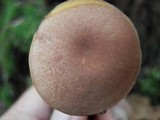 Austroboletus gracilis var. gracilis image