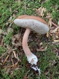 Austroboletus gracilis var. gracilis image