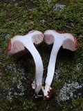 Austroboletus gracilis image