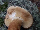 Xanthoconium affine image