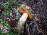 Boletus luridus image