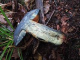 Boletus luridus image