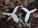 Russula variata image