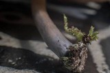 Pluteus americanus image
