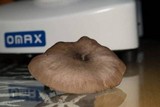 Pluteus americanus image