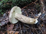 Retiboletus griseus image