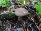 Retiboletus griseus image