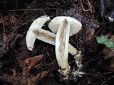 Retiboletus griseus image