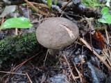 Retiboletus griseus image