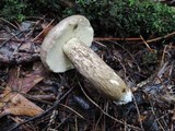 Retiboletus griseus image