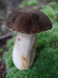 Retiboletus griseus image