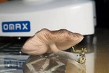 Pluteus americanus image