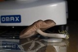 Pluteus americanus image