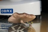 Pluteus americanus image