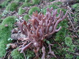 Clavaria zollingeri image