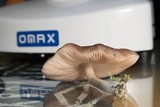 Pluteus americanus image