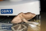 Pluteus americanus image