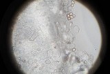 Pluteus americanus image