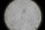 Pluteus americanus image