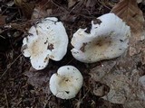 Lactarius deceptivus image