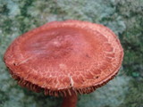 Cortinarius bolaris image