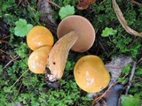 Suillus punctipes image