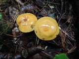 Suillus punctipes image