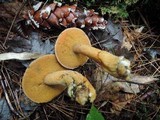 Suillus punctipes image