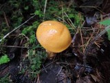 Suillus punctipes image