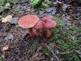 Suillus spraguei image