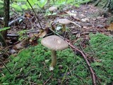 Retiboletus griseus image