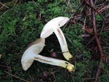 Retiboletus griseus image
