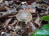 Retiboletus griseus image