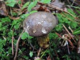 Retiboletus griseus image