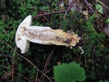 Retiboletus griseus image