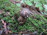 Retiboletus griseus image