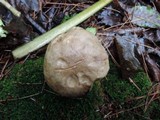 Retiboletus griseus image