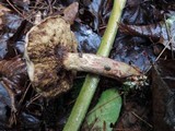 Retiboletus griseus image