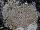 Diploschistes scruposus image